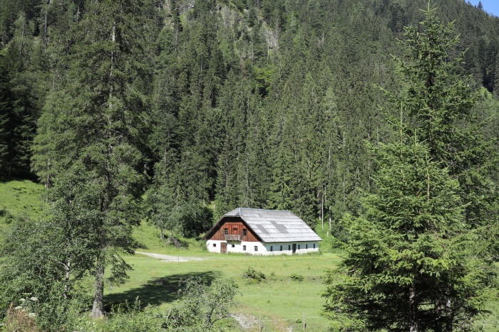 Schwabalm im Wald